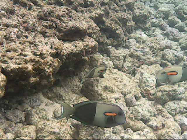 Day 11 snorkeling @ Poipu Beach